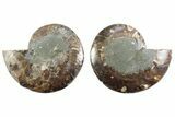 Cut & Polished Crystal-Filled Ammonite Fossil - Madagascar #364761-1